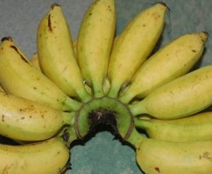 Pisang Susu