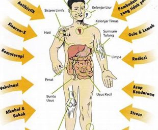 Sistem Kekebalan Tubuh