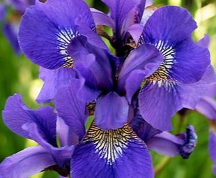 Iris