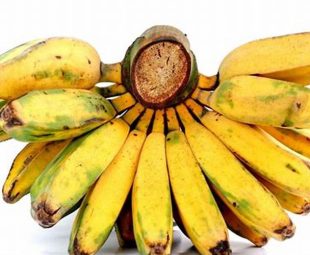 resep olahan pisang kepok kekinian