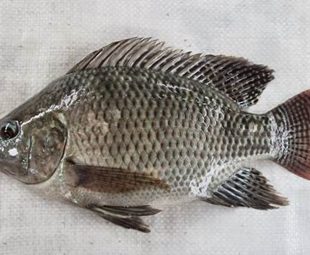 Ikan Nila